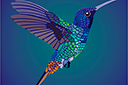 Sjablonen met dieren - Vliegende kolibrie