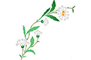 Pochoirs avec jardin et fleurs sauvages - Marguerites sauvages (arc)