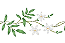 Pochoirs avec jardin et fleurs sauvages - Bordure de jasmin