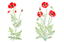 Pochoirs avec jardin et fleurs sauvages - Paire de coquelicots 47