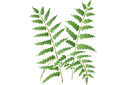 Pochoirs avec feuilles et branches - Motif fougère 12