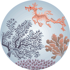 Zeedraak - sjabloon voor decoratie