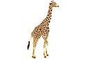 Volwassen giraf - sjablonen met dieren