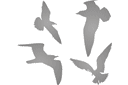 Vier meeuwen - stencils met silhouetten en contouren