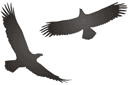 Twee adelaars - stencils met silhouetten en contouren
