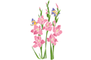 Gladiolen en vlinders - stencils met tuin- en veldbloemen