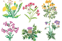 Fleurs sauvages 1 - pochoirs avec jardin et fleurs sauvages