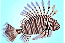 Leeuwenvis - stencils met koraalrifbewoners